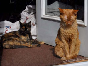Two Cats enjoying sun